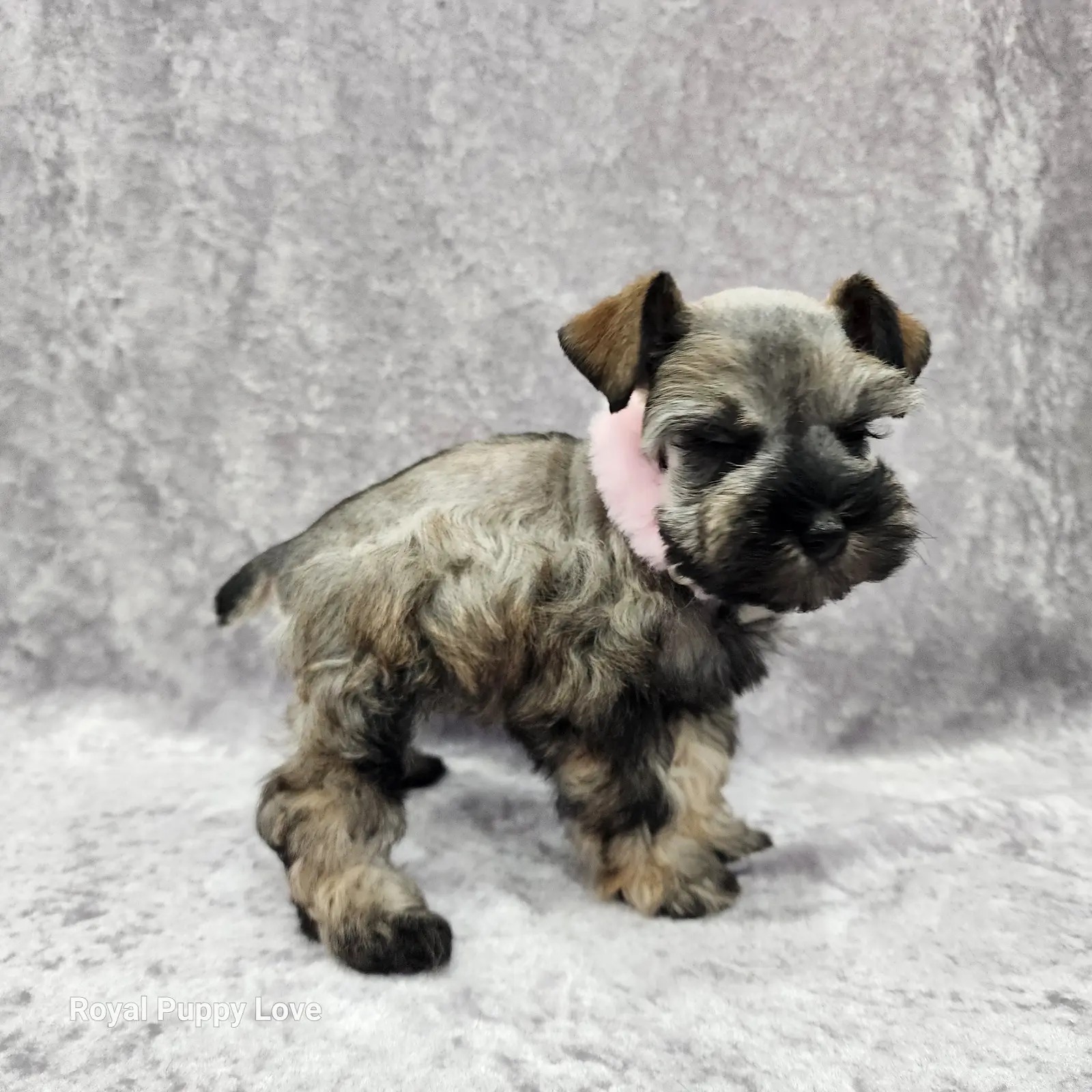 Ophelia (Toy size) - Image 3