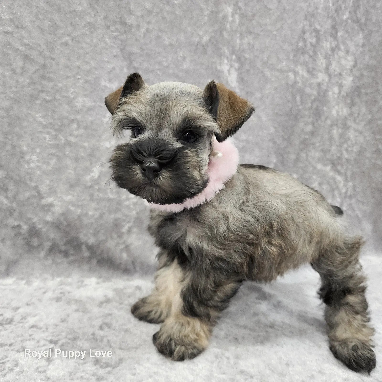 Ophelia (Toy size) - Image 4
