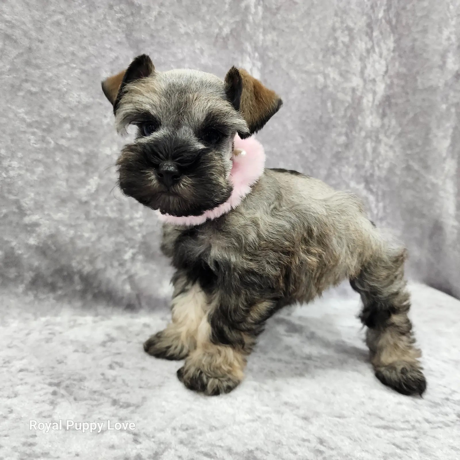 Ophelia (Toy size) - Image 5