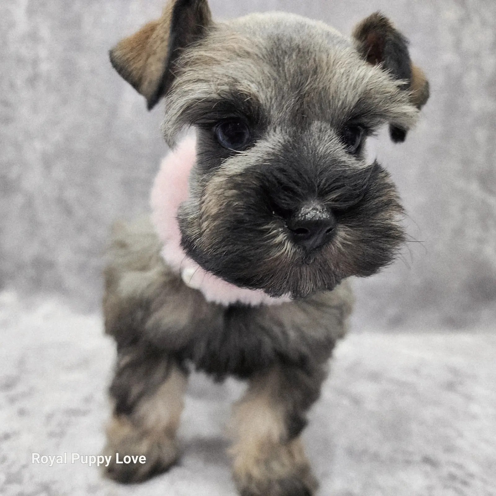 Ophelia (Toy size)