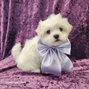 Skye (Reserved) Congrats to Owen K. in OK!